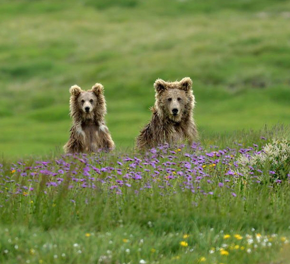 Minimarg, Astore Valley, Rainbow Lake & Deosai Plains - Brothers Only