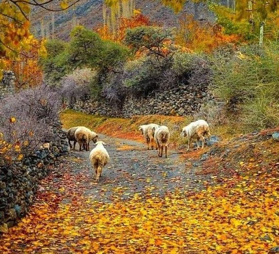 Hunza & Naltar Valley - The Autumn Special
